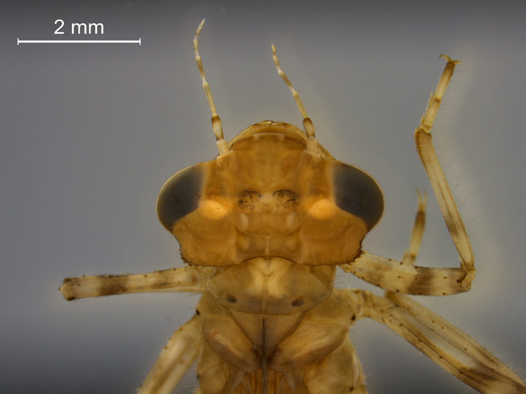 Pyrrhosoma nymphula